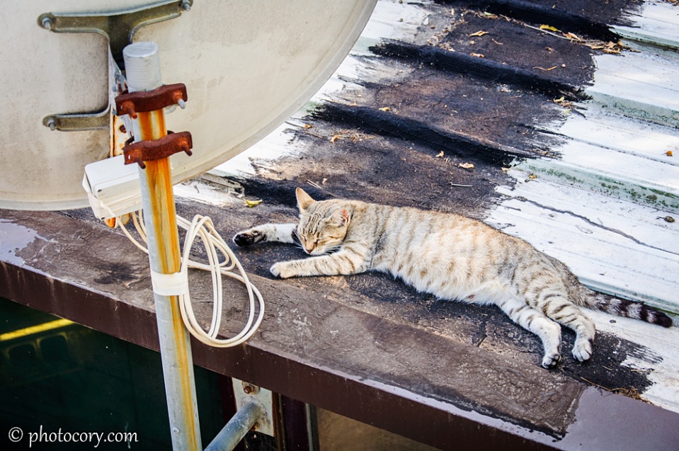 A very lazy cat! It was so hot that day!