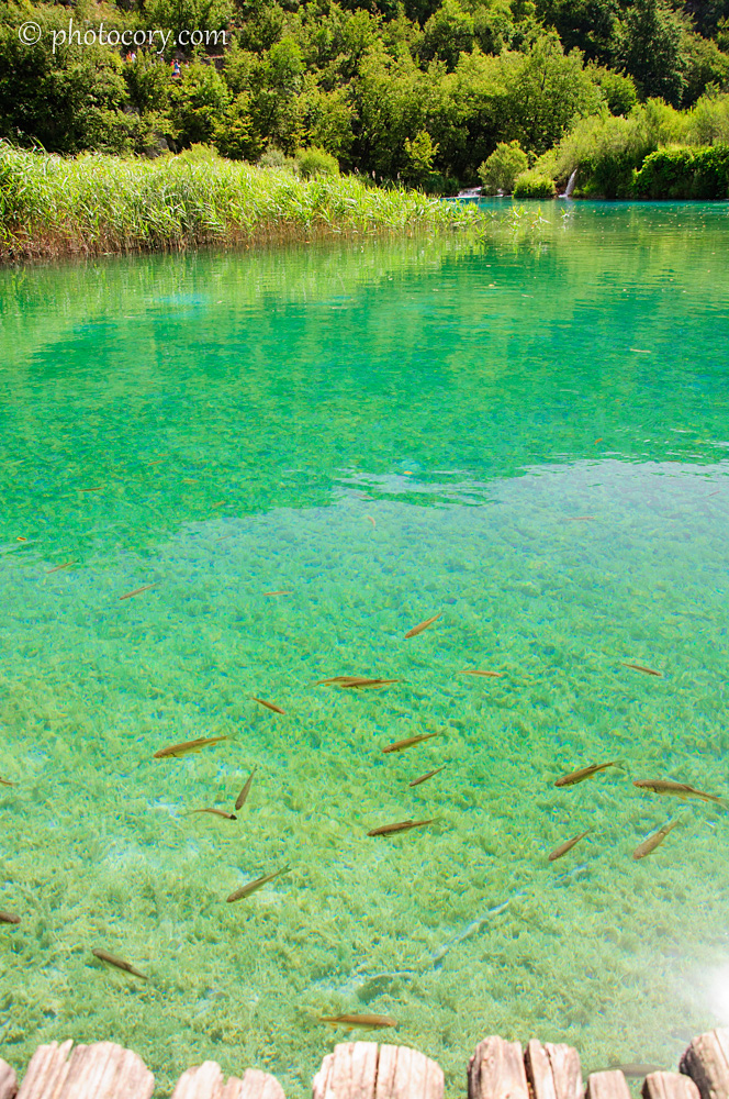 Happy fish in the cristal clear water
