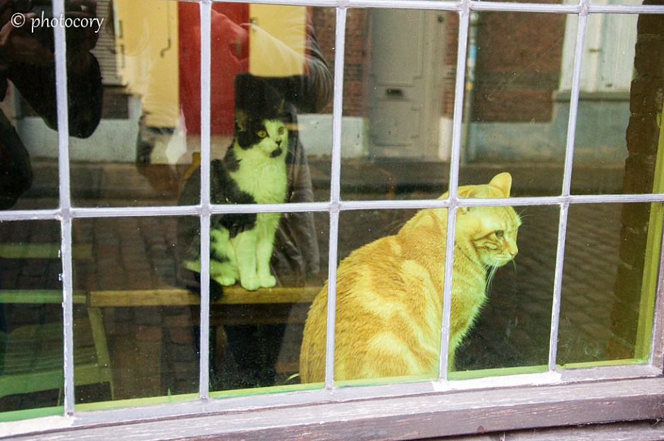 Belgian cats staying in the window. Big, beautiful and lazy.