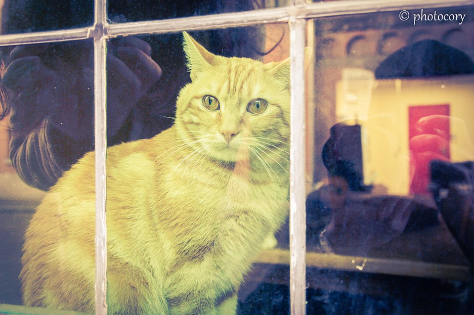 And, to finish this post how I started...They are really beautiful these belgian cats, and this one seems very used to be being admired