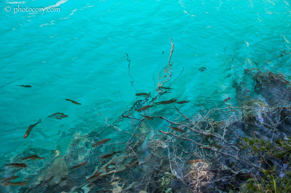 More fish at Plitvice Lakes
