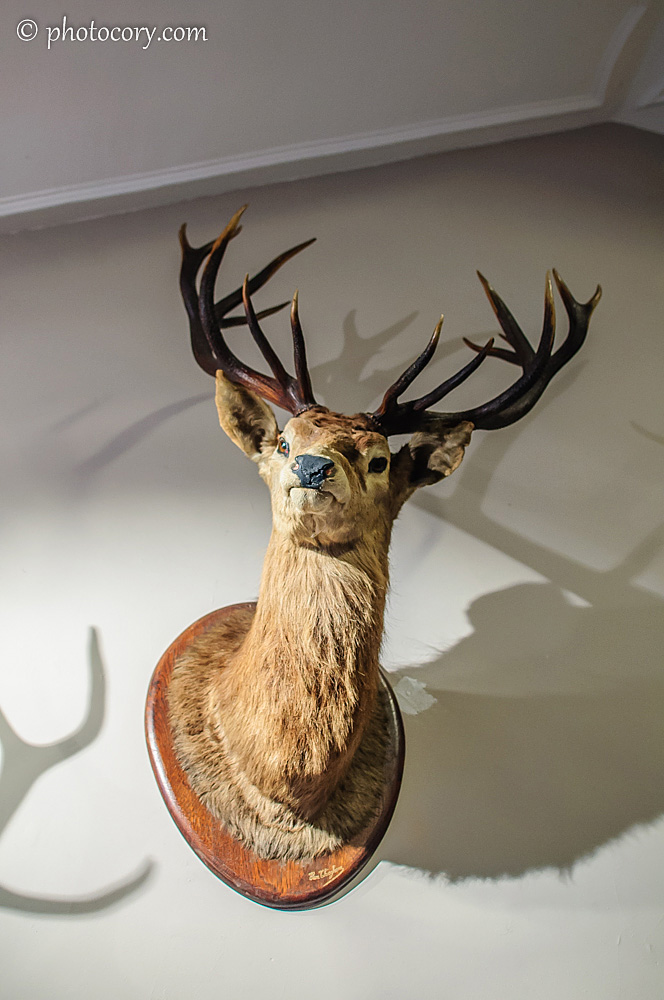 a very intrigued deer