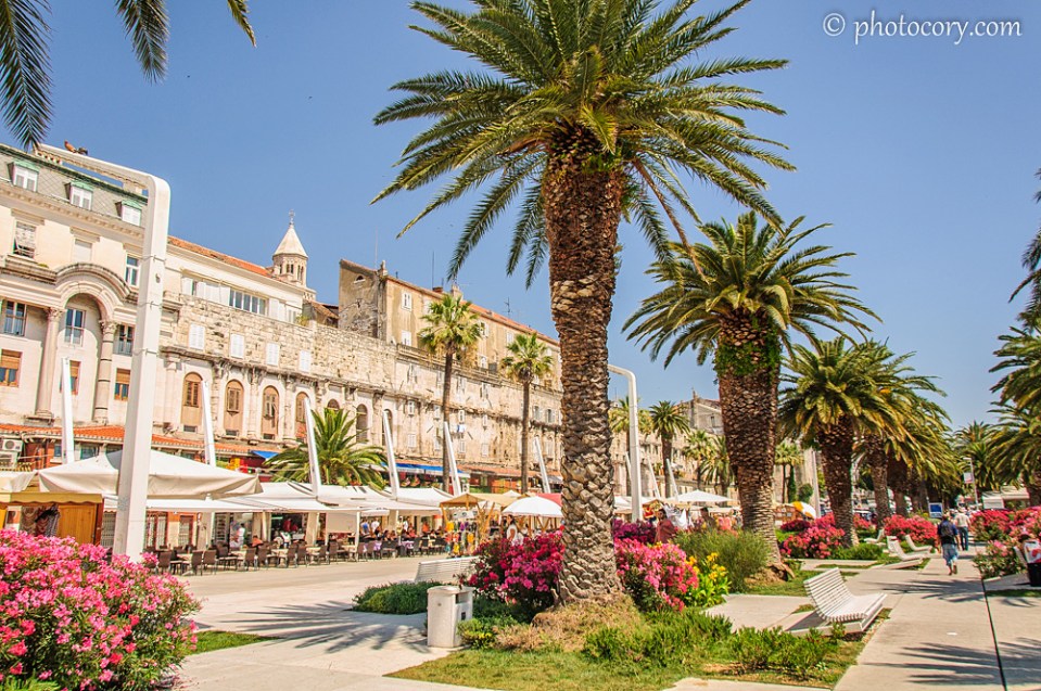 Beautiful Palm trees