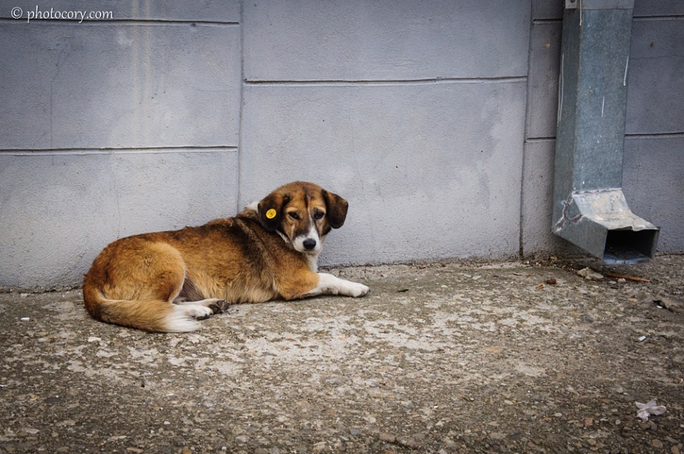 A very cute stray dog 