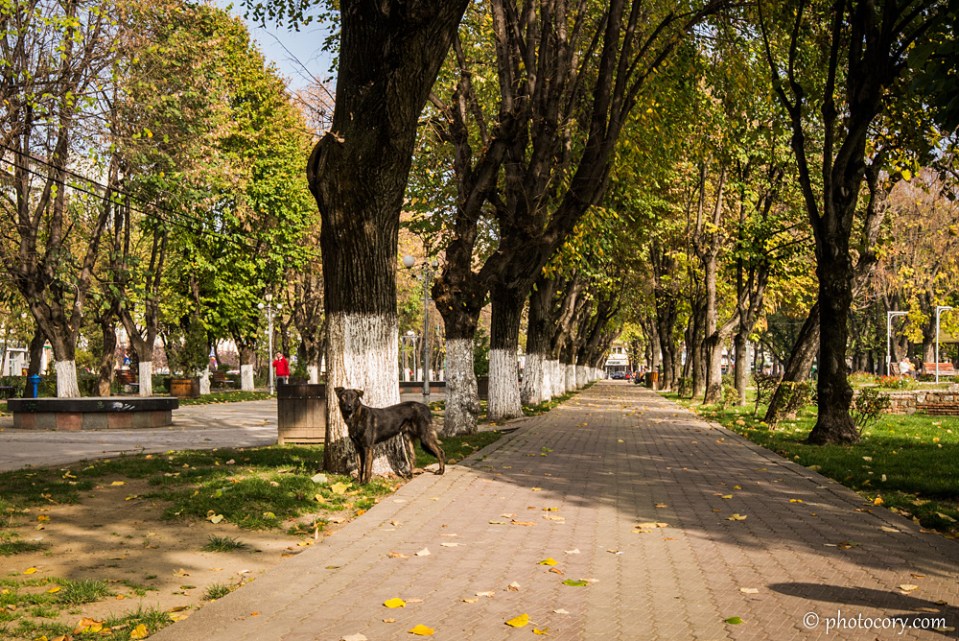 Alley with a stray dog in Central Park, Targoviste