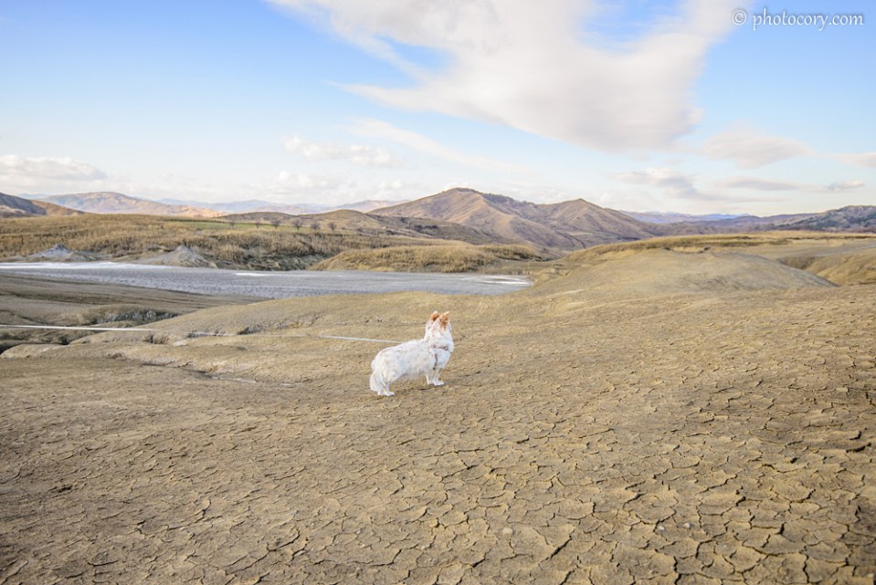 This is my doggie, Miki. She came with to visit the Mud Volcanoes in Buzau. It's possible to take your furry friend as well, just be careful not to let them step in the mud :)