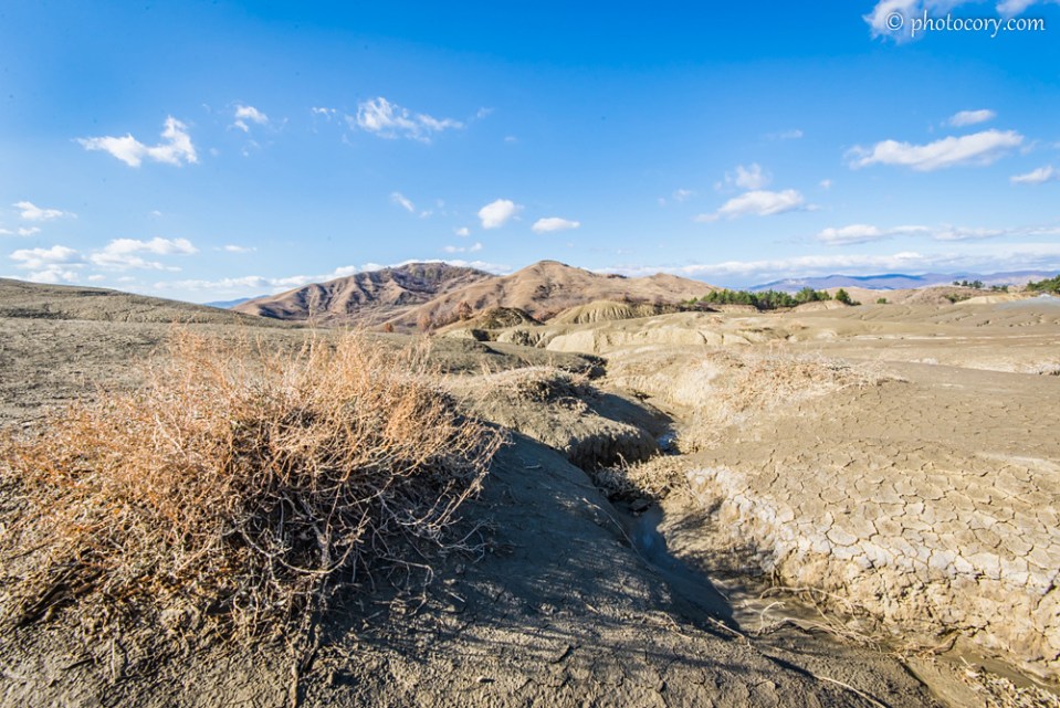 A dry bush at Paclele Mari