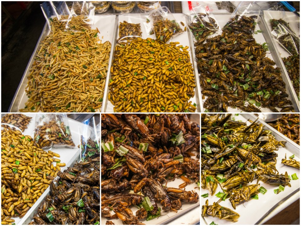 Fried crickets and bugs to eat/Greieri si gandaci prajiti gata pentru a fi mancati.