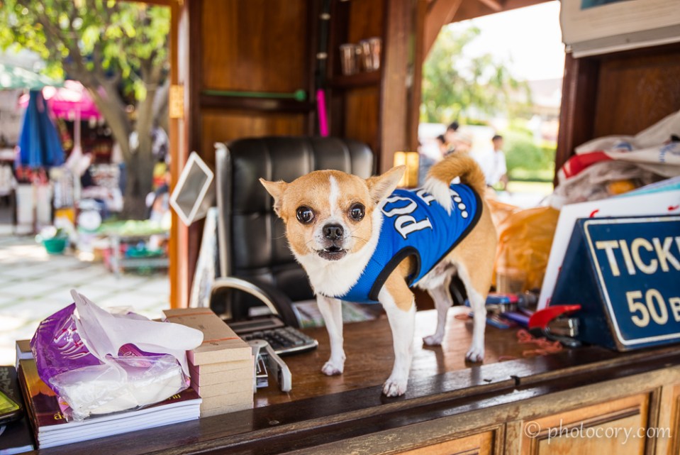 Attention, if you are a foreigner and you don't pay the 50 Baht ticket, this fierce Police Dog will bark, and bark...and bark.../Daca nu cumperi bilet, acest "fioros" caine politist va latra necontenit
