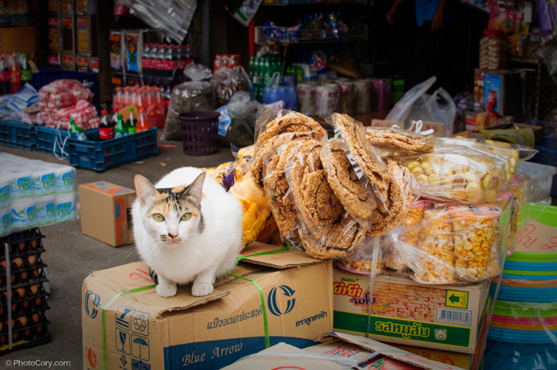 cat chiang rai