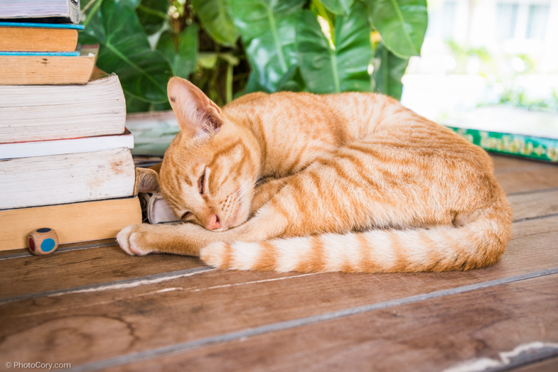 A cat at our hotel// O pisica la hotelul nostru