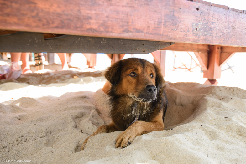 This dog was staying under my chair/ Un catel prietenos ce statea sub sezlongul meu