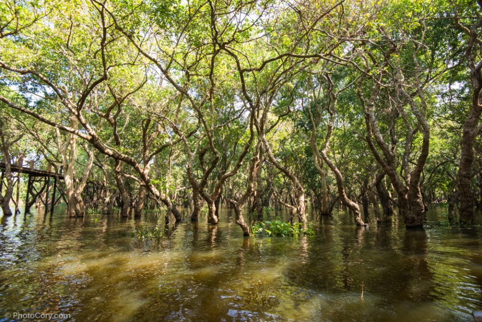 flooded forest cambodia