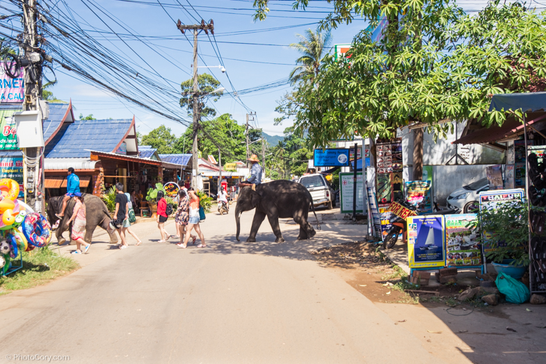Little elephants crossing the street/ Mici elefanti trec strada