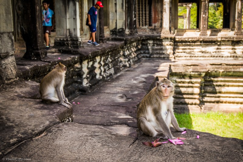 monkey angkor
