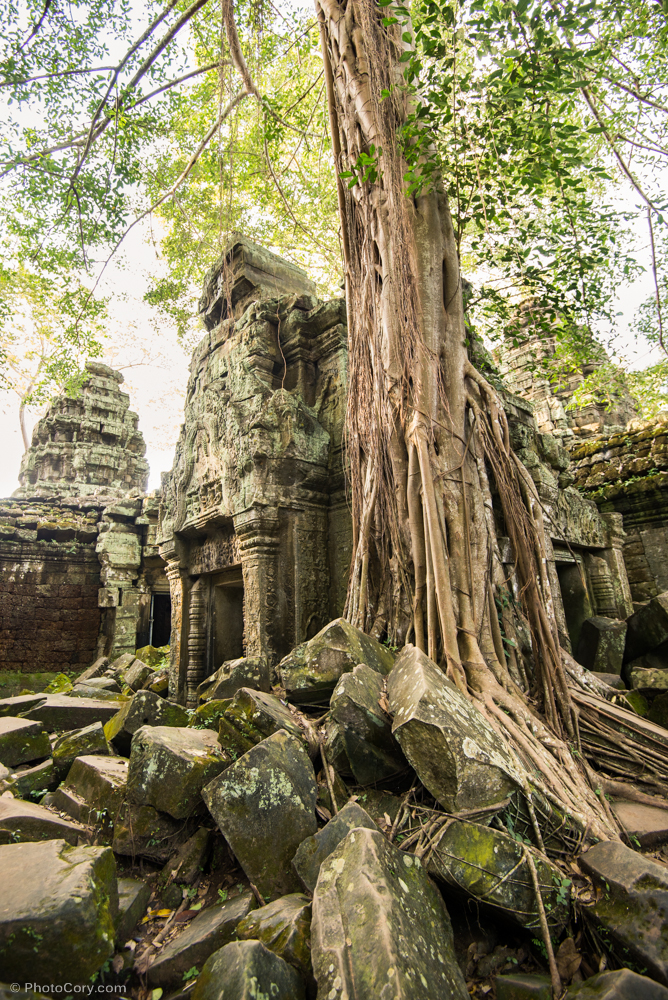 roots ta prohm
