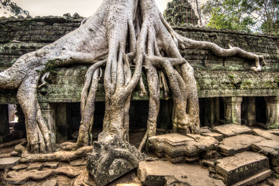 ta prohm, roots, cambodia