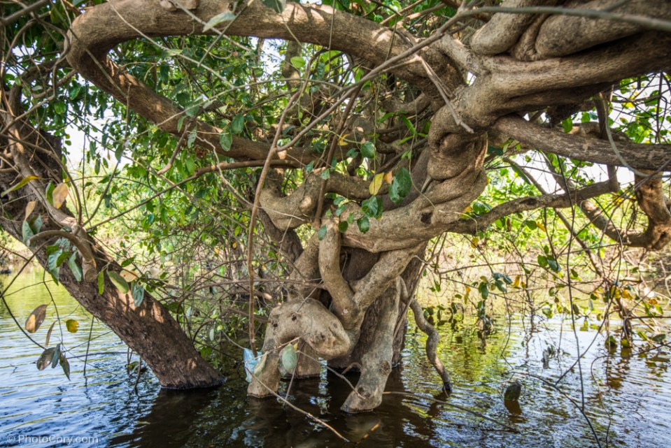 tree flooded forest cambodia