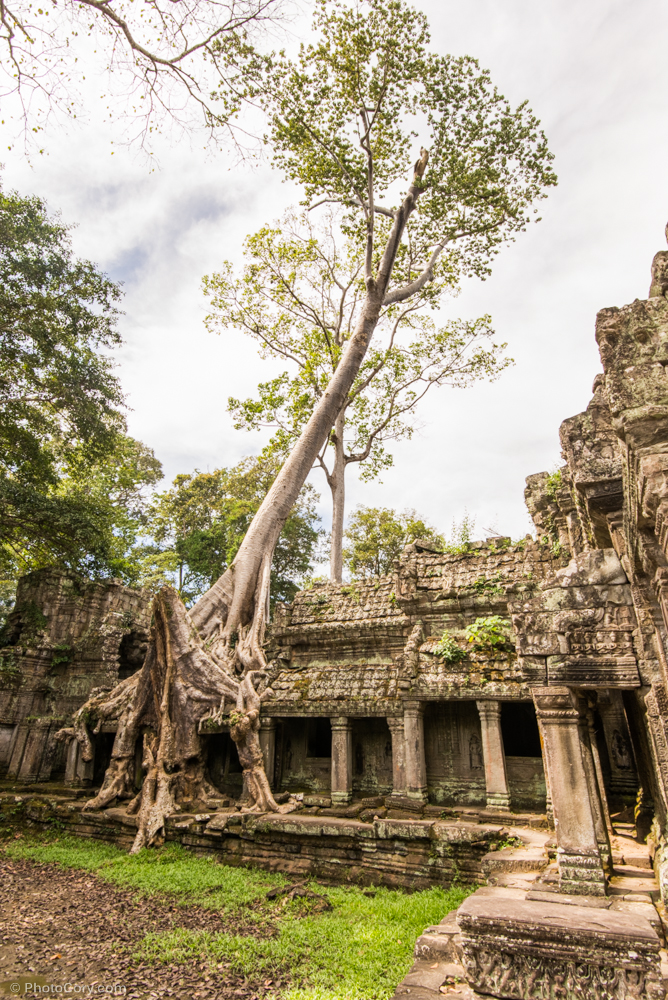 tree preah khan