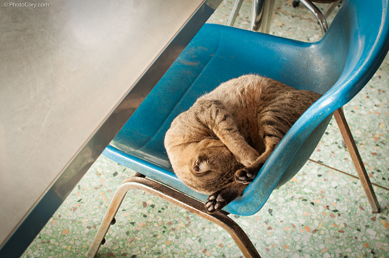 cat sleeping on chair