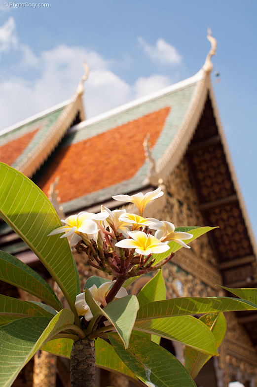 flowers temple thailand