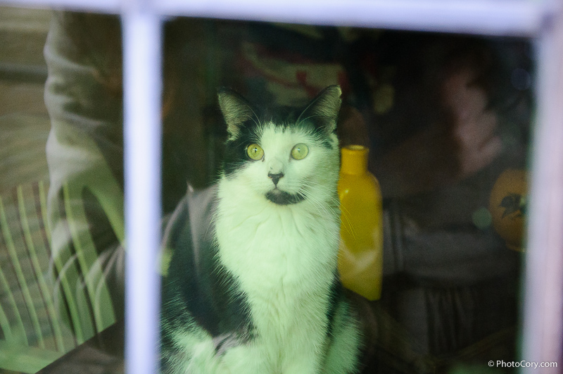 black and white cat, kittie in window