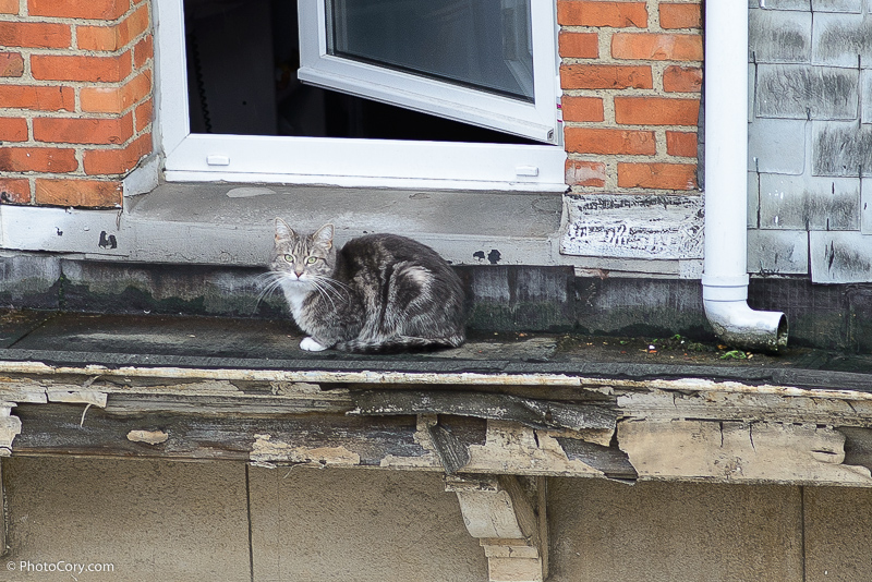 neighbours' cat on the roof