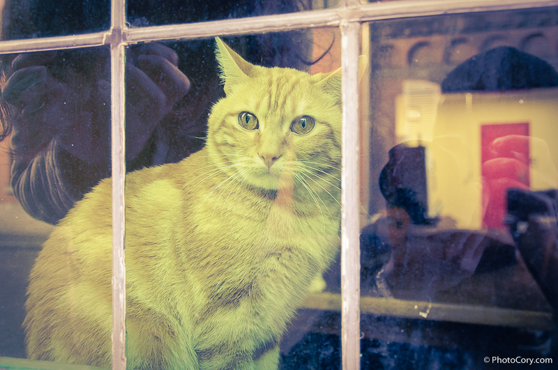 yellow cat window belgium
