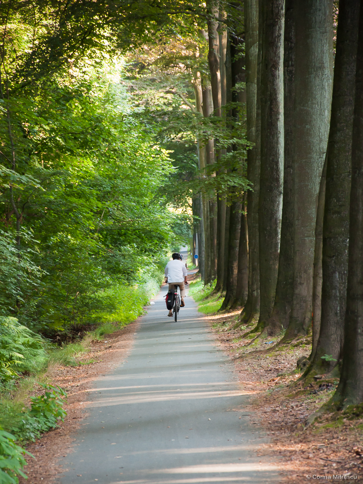 bike lane sonian forest