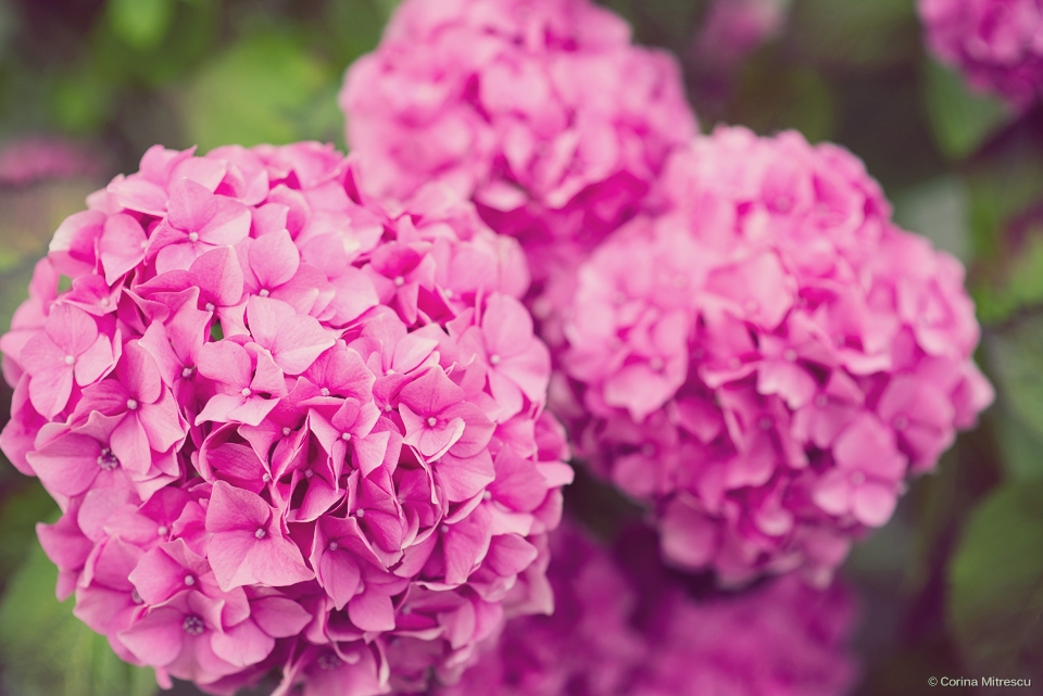 flori roz buchete mari