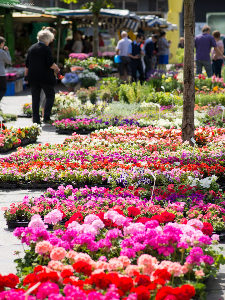 flowers sunday market ixelles flagey