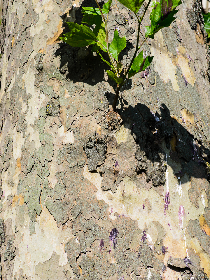 bark of a tree with pink bird poop