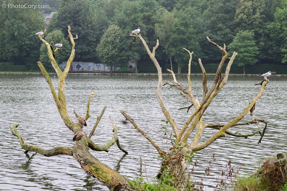 genval lac belgique, oiseaux