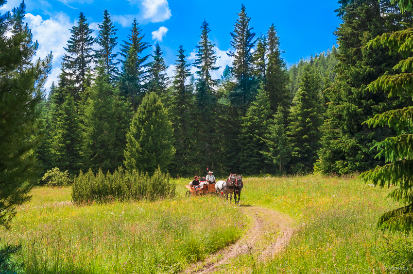 Slovakia, High Tatras, horse and carriage, summer