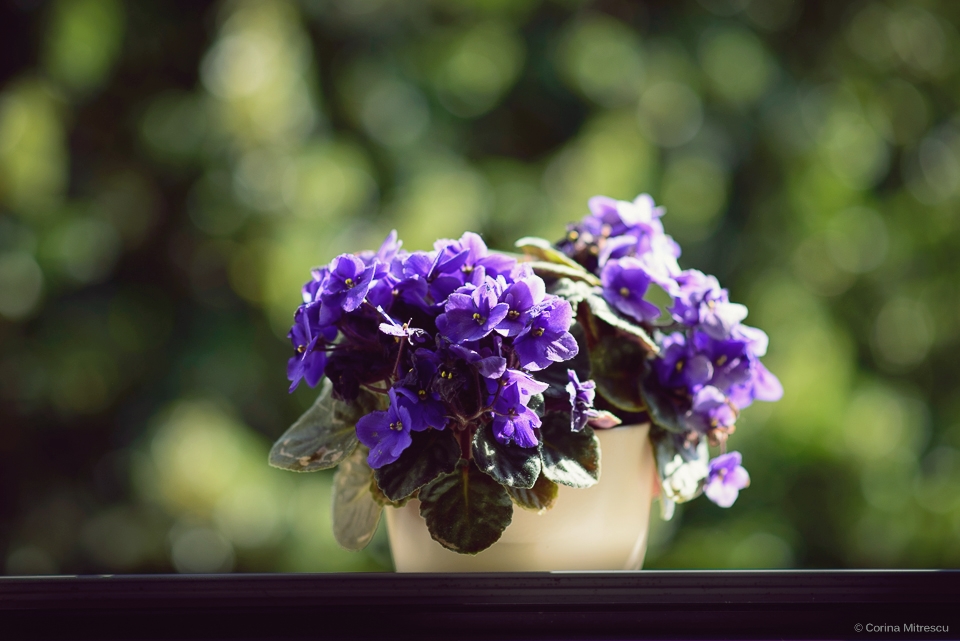 violete in fereastra