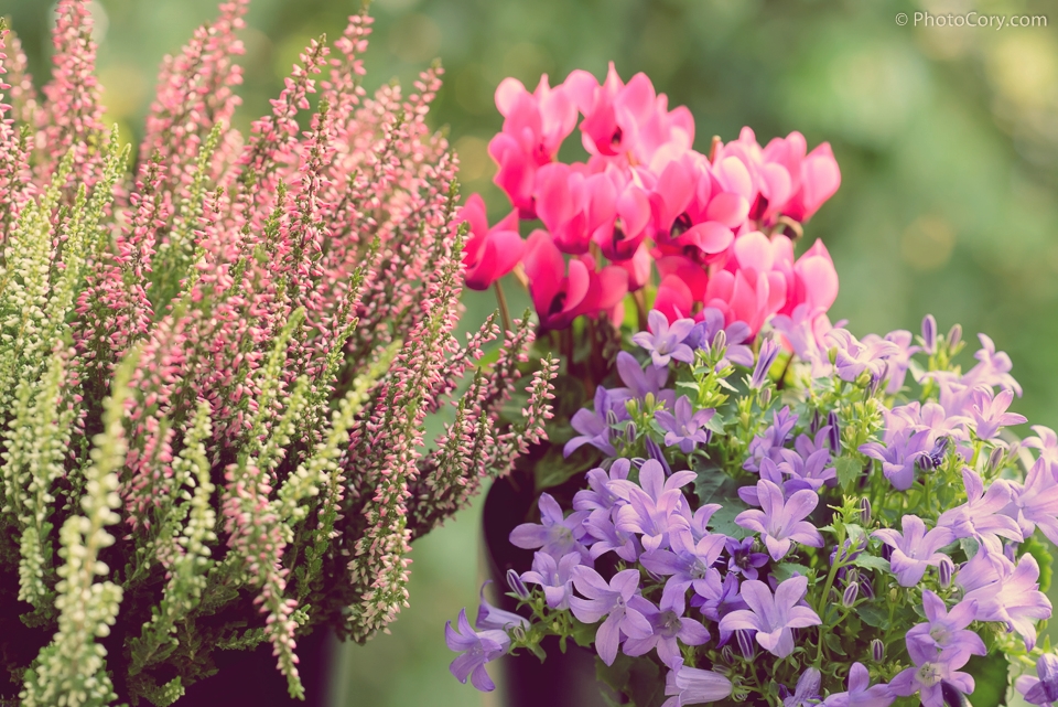 balcony flowers