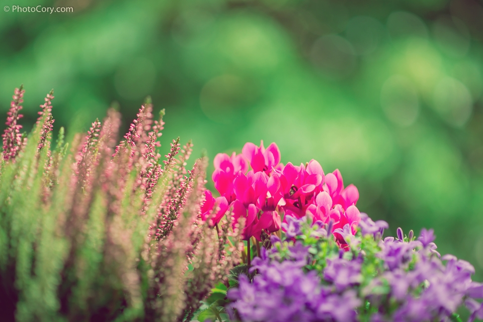 colored flowers decorating the balcony