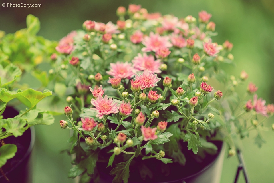 flowers in the balcony