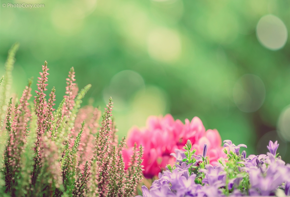 flowers romantic faded