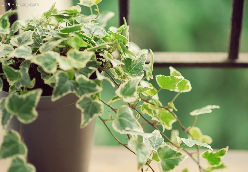 green plants in balcony