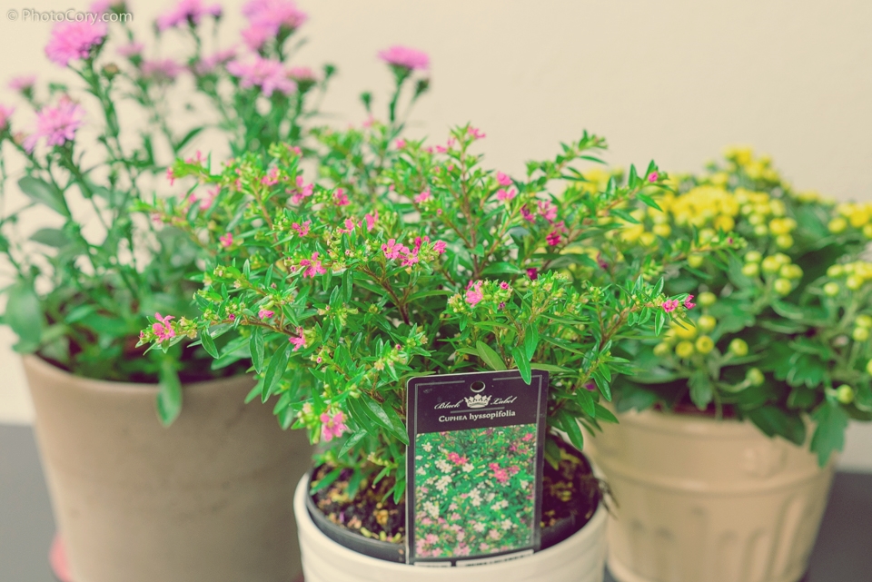 pots with flowers in the balcony