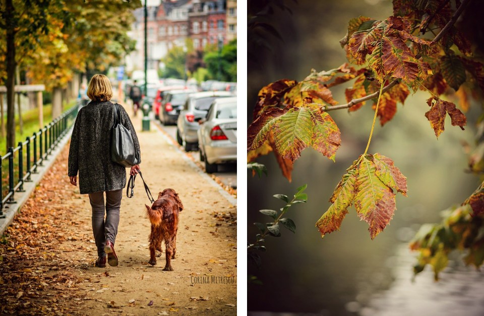 autumn leaves dog walking