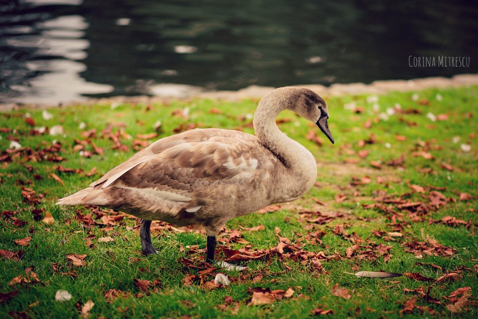 swan baby mature big grey