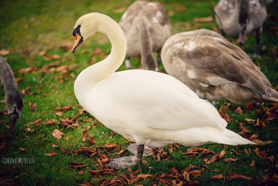 white swan with grown babies
