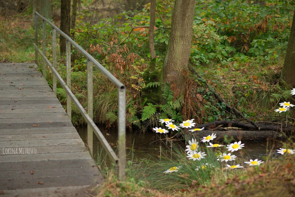 art flowers in river