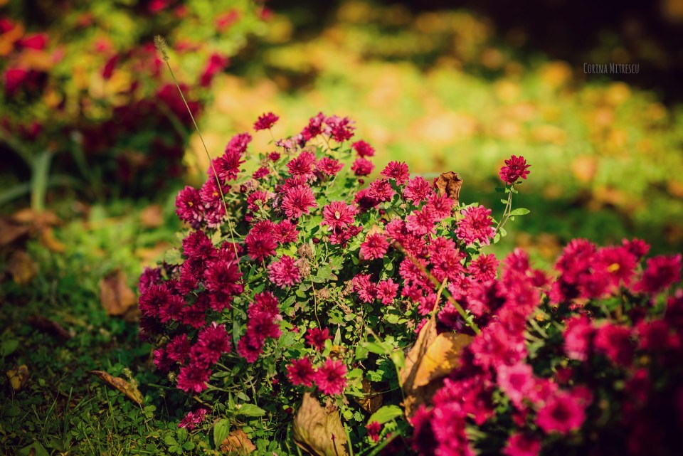 burgundy autumn flowers