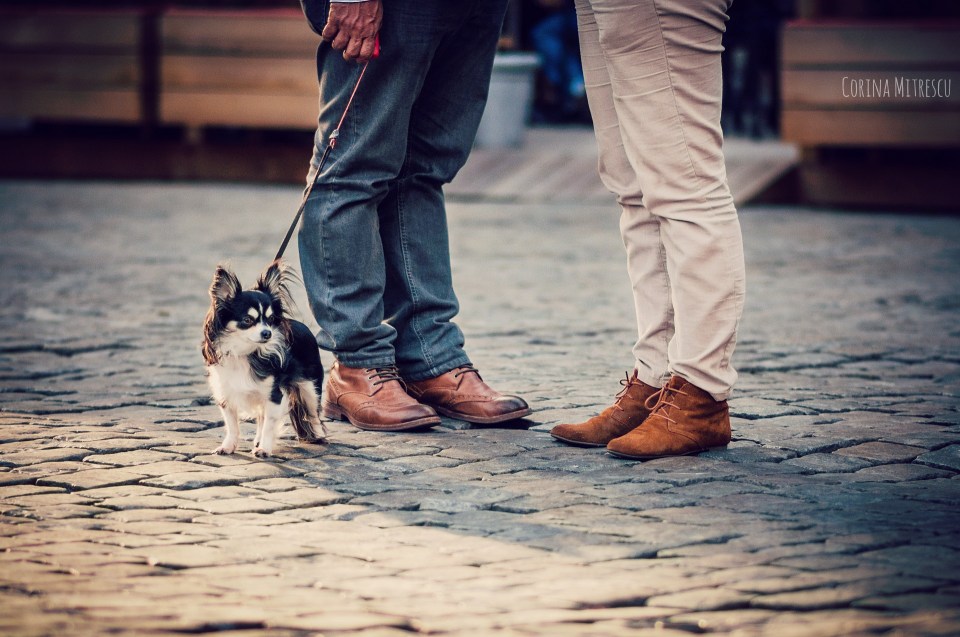Chihuahua and couple legs