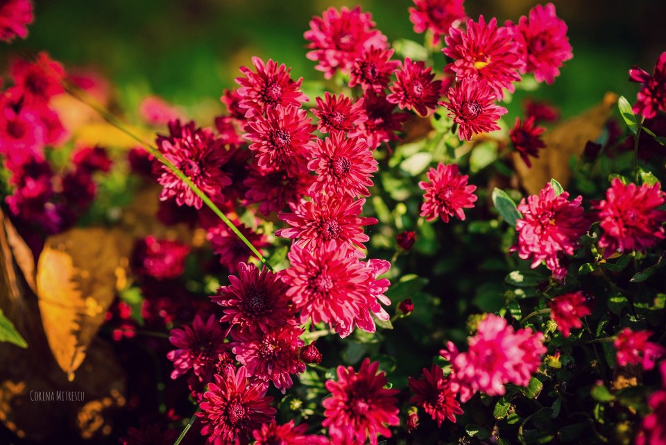 crizanteme roz toamna