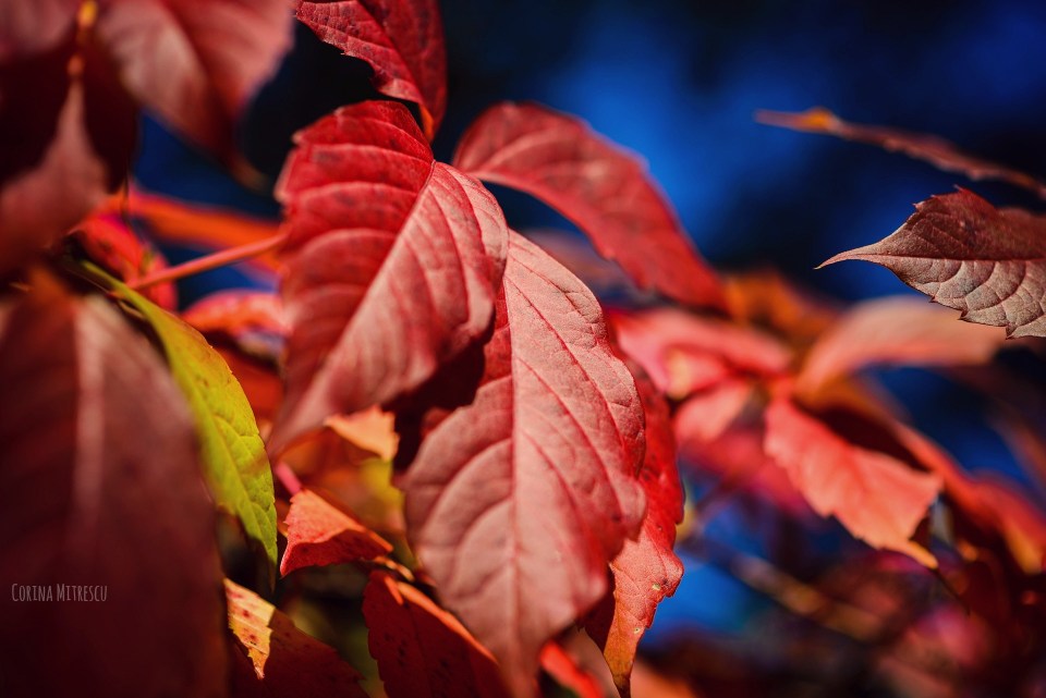 red leaves autumn
