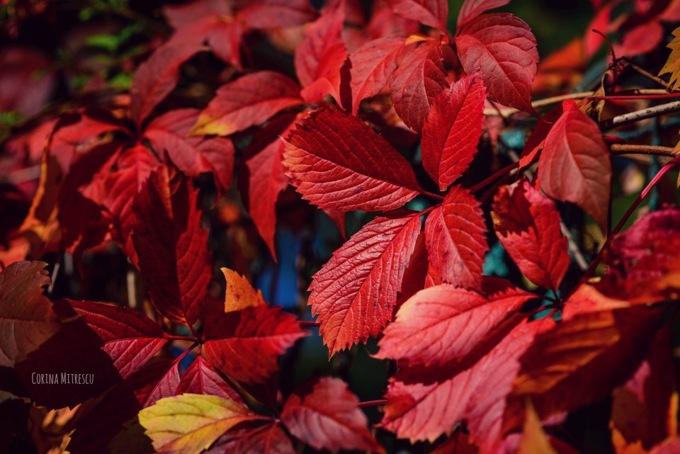 red leaves in autumn, frunze rosii toamna